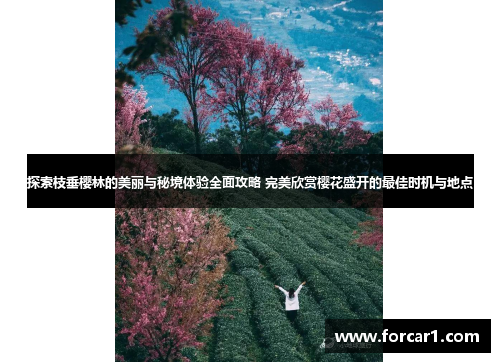 探索枝垂樱林的美丽与秘境体验全面攻略 完美欣赏樱花盛开的最佳时机与地点